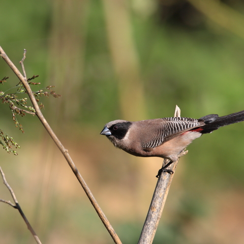 Black-Cheeked Waxbill