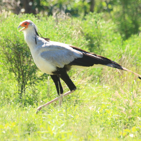 Secretary Bird