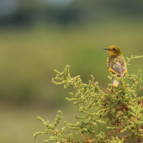 Golden Pipit