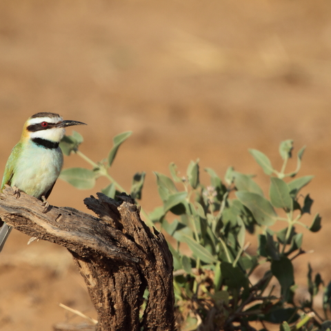 White-Throated Bee-Eater