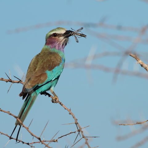 Lilac-Breasted Roller