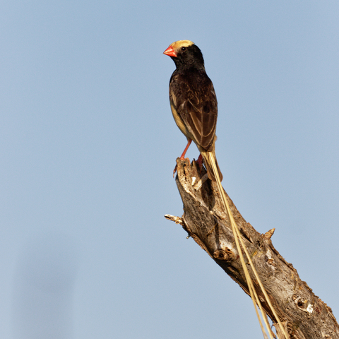 Straw-Tailed Whydah