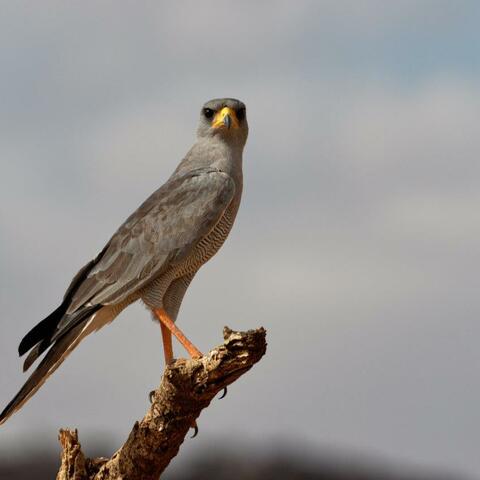 Eastern-Pale Chanting Ghoshawk