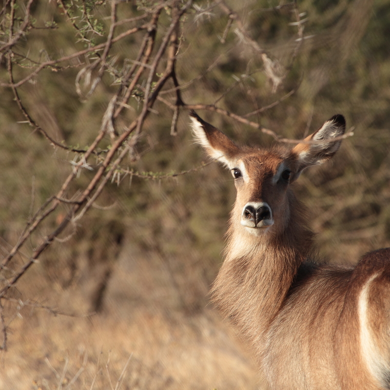 Waterbuck