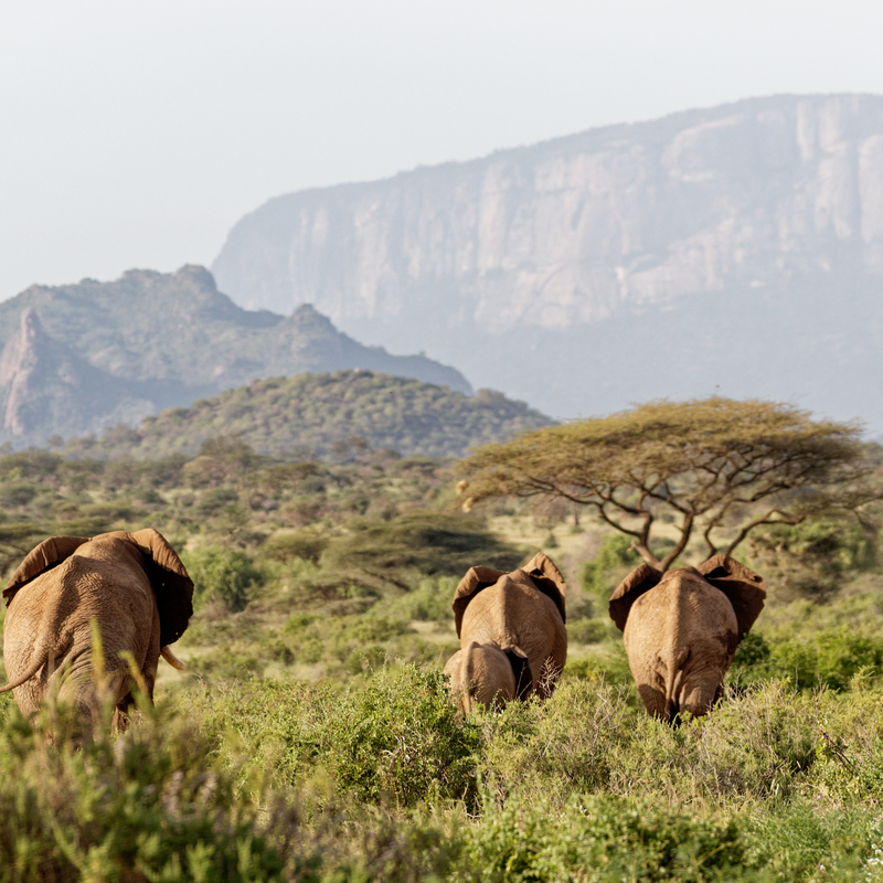 Elephants with Lolowke in background