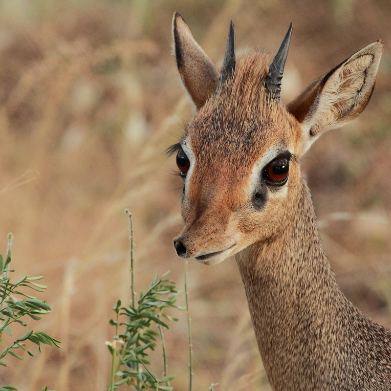 Dik-Dik